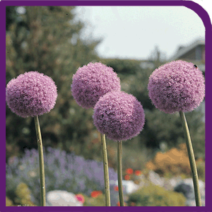 Allium Giganteum