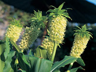 Eucomis Bicolor