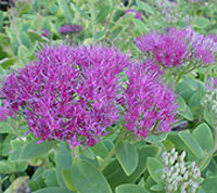 Sedum Neon