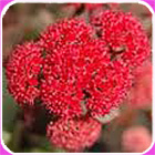 sedum