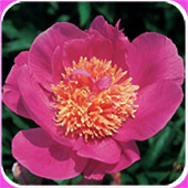 peonies
