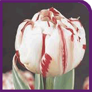 Tulip Carneval de Nice