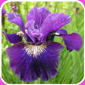 Siberian Iris