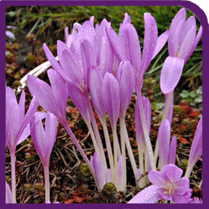 Colchicum Lilac Wonder