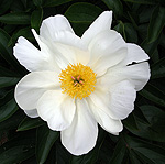 P. Ivory Jewel
