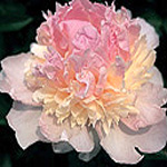 P. Raspberry Sundae