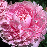 P. Sarah Bernhardt