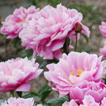 Paeonia-'Bev'