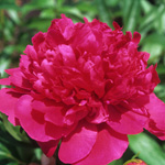 Paeonia-'Felix-Supreme'