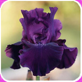 irises