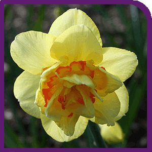 Tahiti Tulip