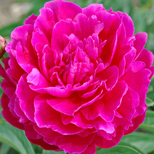 paeonia-'Edwin-C.-Bills