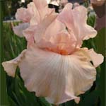 Pink Attraction