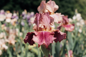 iris iris