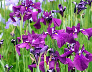 siberian iris iris
