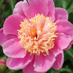 Index of /images/pottedpeonies250