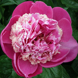 P. Pink Derby