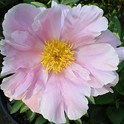 Bare Root Peonies S-Z | Roots and Blooms LLC