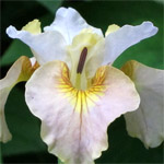 White Amber